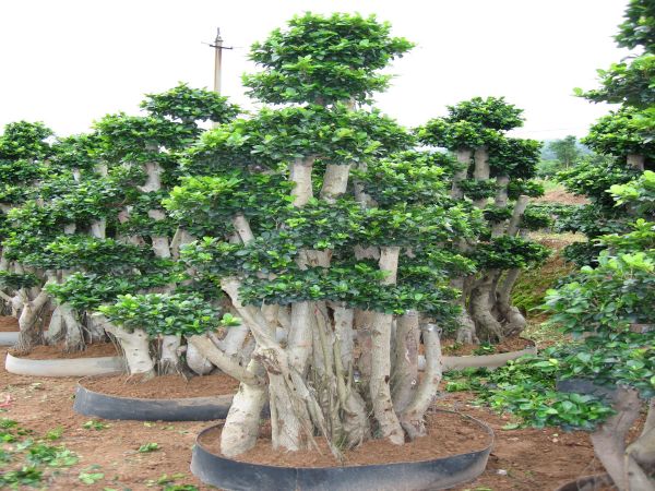 Landscape Decoration Large Ficus Tree For Street / Restaurant / Villa