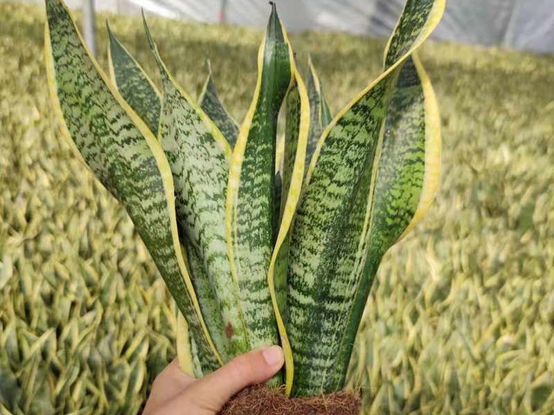 Sansevieria Superba