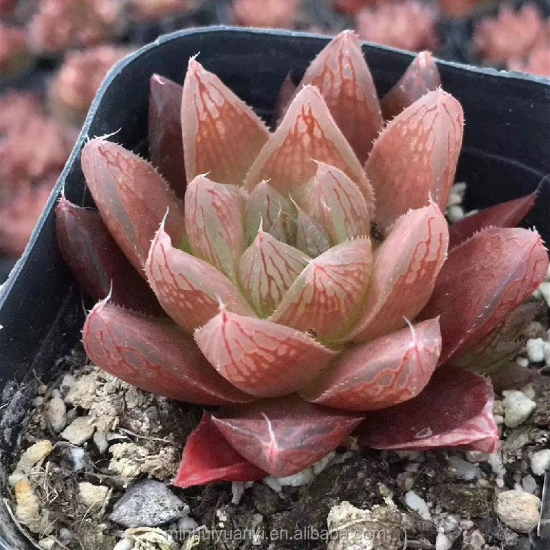 Haworthia cooperi var. leightonii