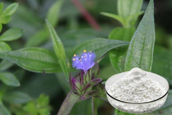 Bidh Cyanotis arachnoidea a’ toirt a-mach stuthan amh Ecdysterone de thoraidhean slàinte spòrs