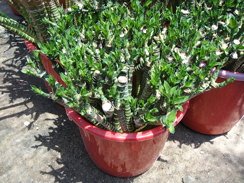 Lotus bamboo lucky Bamboo plant dracaena sanderiana