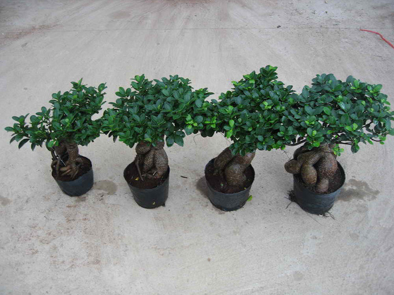 Ornamental Bonsai Plants of Ginseng Ficus Microcarpa