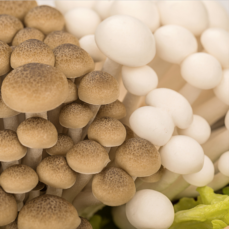 Fresh White And Brown Shimeji Twins Mushrooms In Punnet
