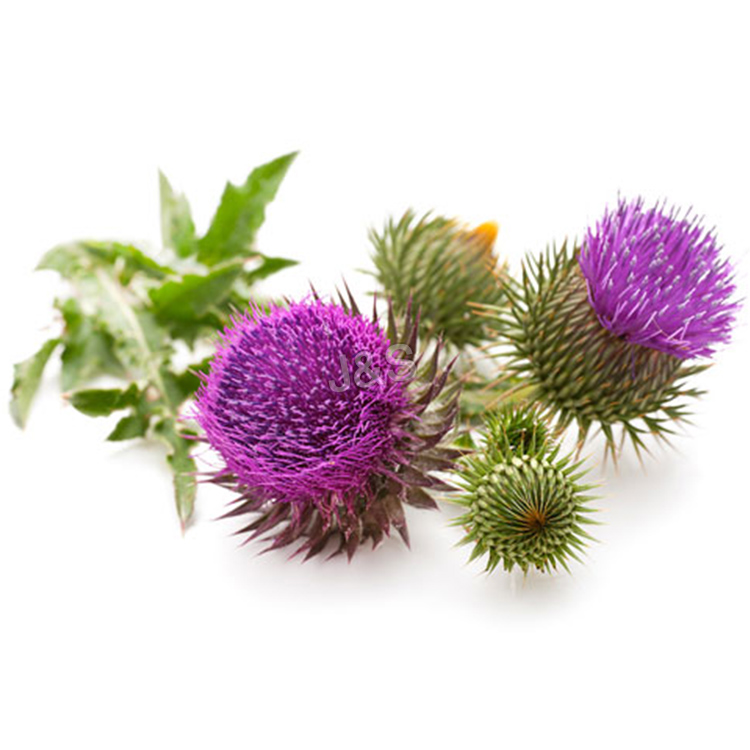 Milk Thistle Extract