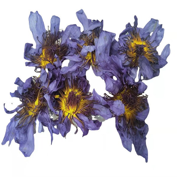Lan Lian Hua Natural Nymphaea Caerulea Flower Omisitsoeng Blue Lotus Flower tee