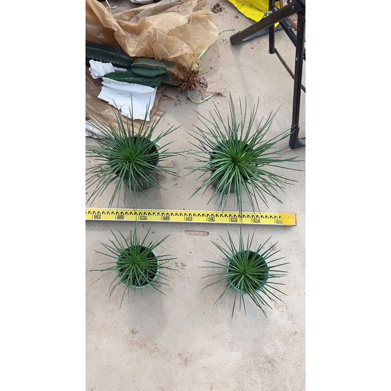 Agave and Related Plants For Sale