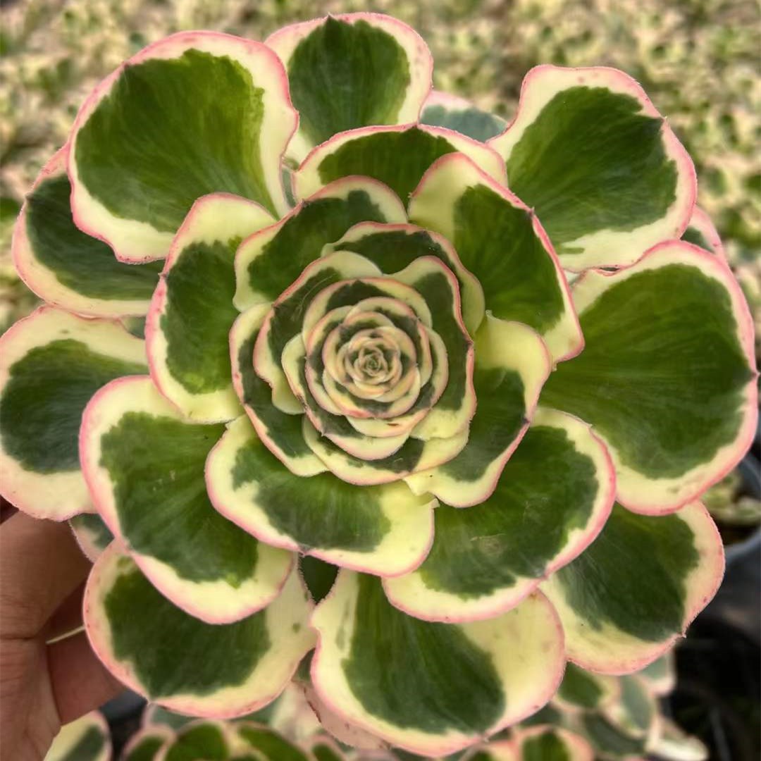 Succulents  Aeonium