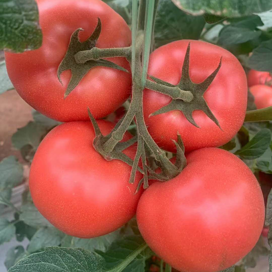 SXTS No.1403 Pink Hybrid Tomato Seeds