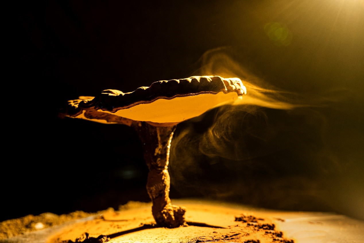 Balla cealla organach briste Ganoderma lucidum Spore pùdar