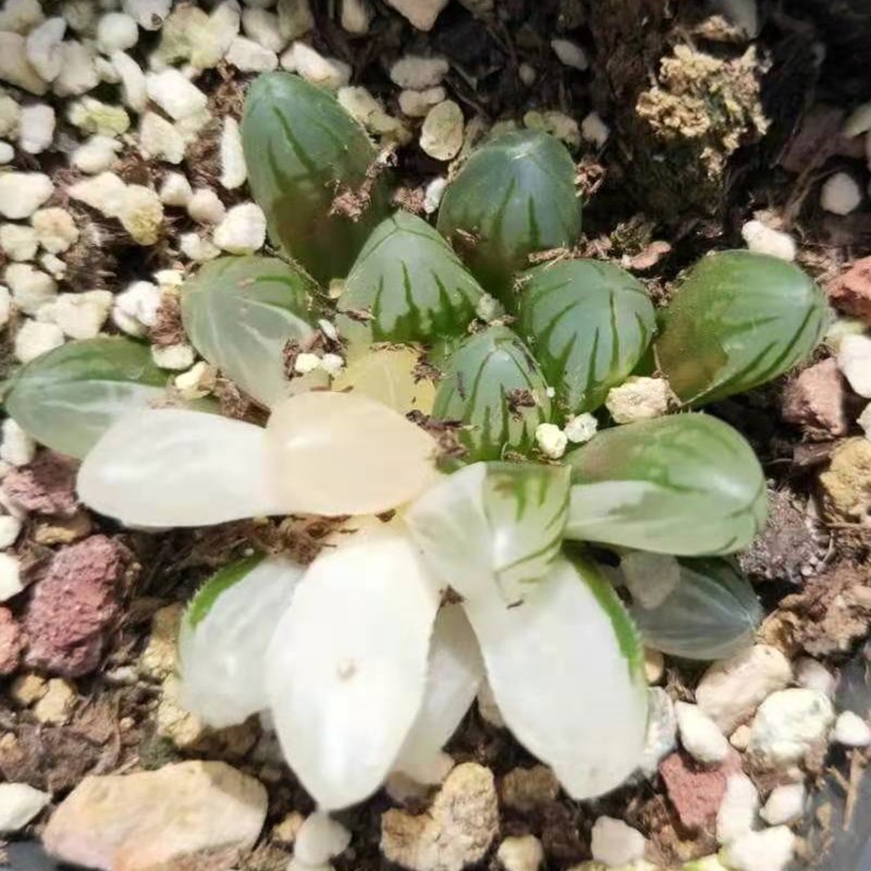 Succulent plants Haworthia