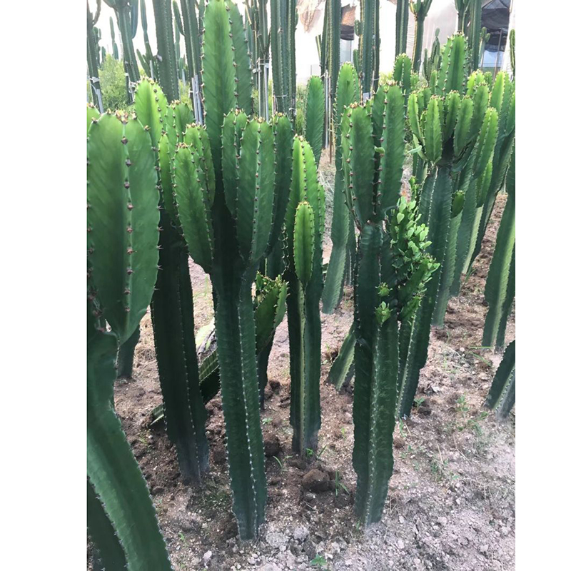 Euphorbia ammak lagre cactus for sale