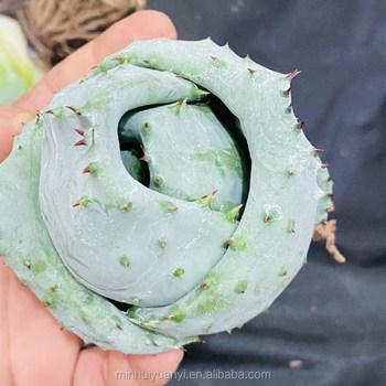 Aloe marlothii A.Berger